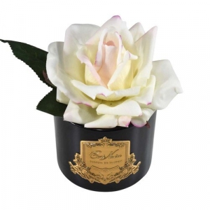 Ароматизированная роза Cote Noir FRENCH ROSE pink blush