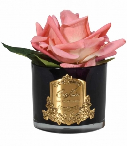 Ароматизированная роза Cote Noir FRENCH ROSE white peach