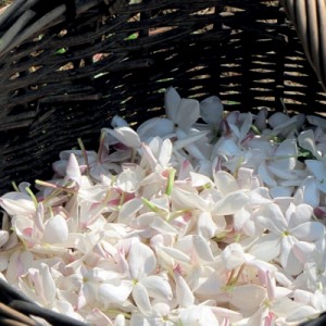 Духи сухие L'eau ensoleilee de Rose Солнечная вода Розы от Rose&Marius